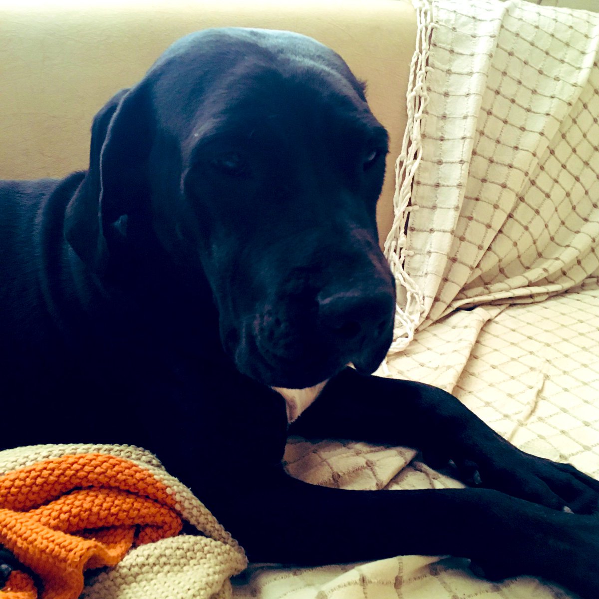 Carla 2 yaşında bir kız.Öyle berbat haldeydi ki toparlanması 1 sene sürdü.Şimdi artık her şeyi tamam,çok mutlu sevgi dolu,korkunç vefalı bir çocuk. Kısırlaştı,bedenindeki ve ruhundaki yaraları iyileşti, komutları öğrendi. Öyle söz dinliyor ki bazen ürküyorum. Bir şansı olmaz mı??