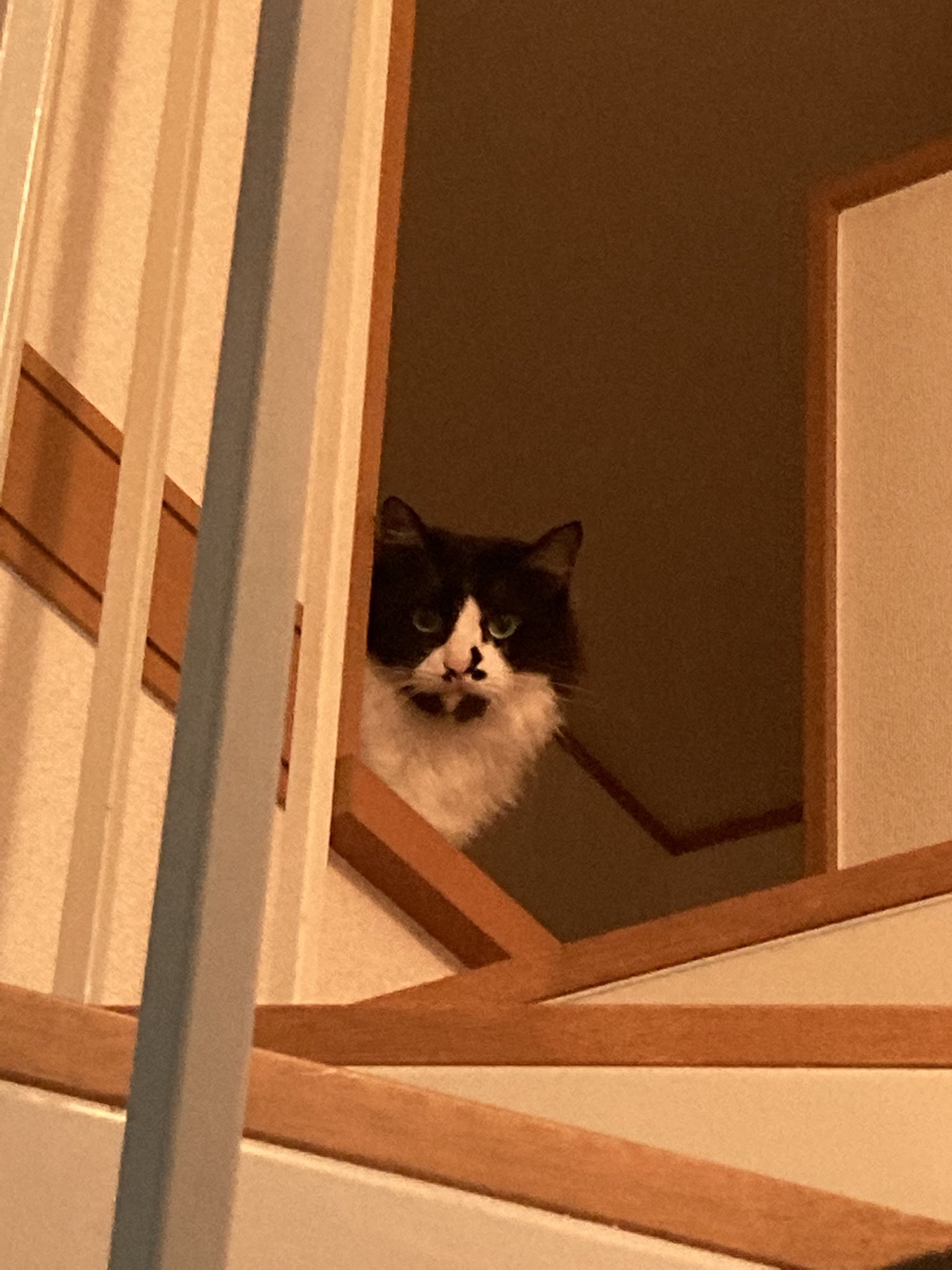 りんこ 下僕の帰宅が遅すぎて拗ねる猫 猫のいる暮らし 猫好きさんと繋がりたい はちわれ T Co Czdfjvcuqm Twitter