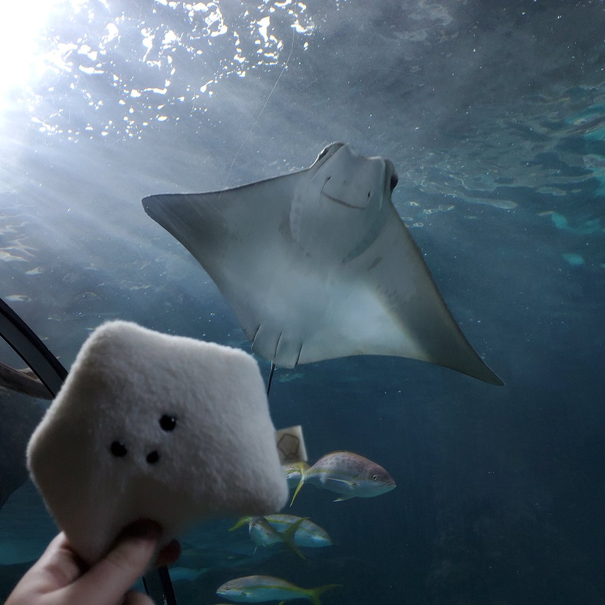 sucklet7's tweet photo. he looks so happy.
#sucklet. #fishlet. #stingraylet. https://t.co/MHjsIVlTn7