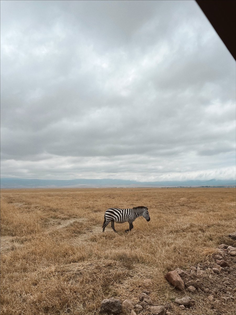 iyerdrithi's tweet photo. still processing the unreal world we live in 🫶🏽🦓🐅🦌🐘
📍Ngorongoro Crater National Park https://t.co/fdIe5FzKCw