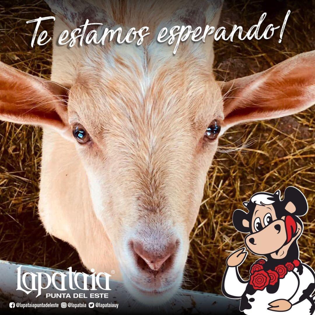 LAPATAIAUY's tweet photo. 🐮Estamos abiertos🐮

Veni a disfrutar de una hermosa tarde en familia con el toque dulce que solo Lapataia puede darte 😉

Abiertos de Jueves a Domingos de 13:00 a 18:30 hs. (Entrada gratuita y sin necesidad de reserva)

#lapataia #puntadeleste #uruguay  #inviernoenlapataia https://t.co/4jU1nAuKwL