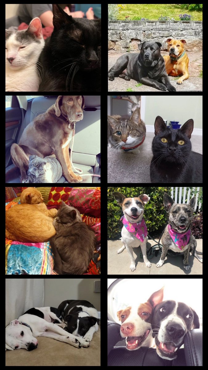 RescuePopPets's tweet photo. It's time to celepurrate! It's #InternationalFriendshipDay - or more like #InternationalFURiendship day at #RescuePop! 🐶❤️🐱

🗯️Tag your YOUR bff!!

#RescuePets #AdoptDontShop #UltimuttGuide #PetAdoptionGuide #rescueisthebestbreed #rescuepetlove #friendshipday #rescuepetfeature https://t.co/py8jUJRHkl