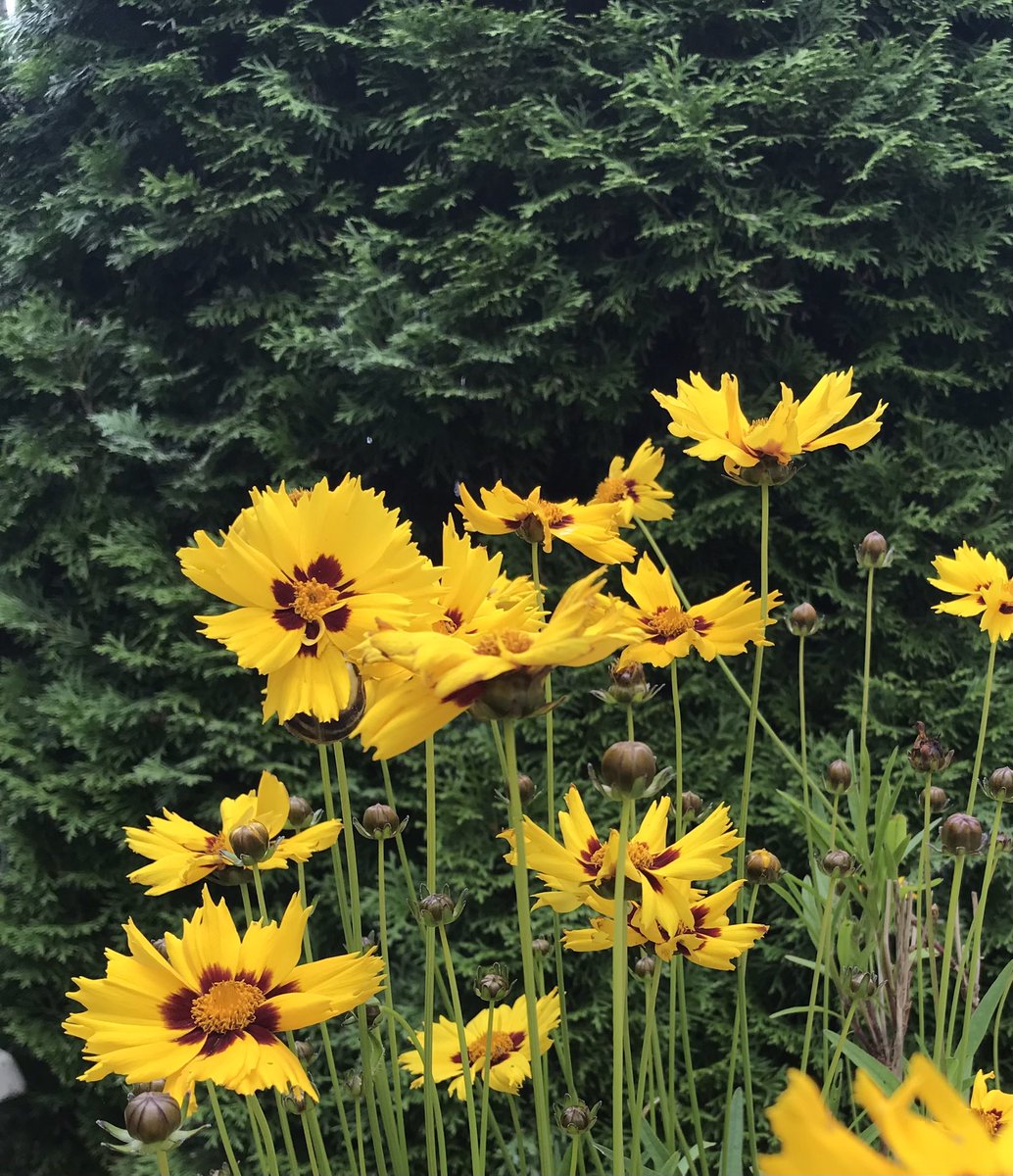 AdelaGingeree's tweet photo. Happy Weekend! A few blooms from the garden! 💚🌺
#garden 
#blooms 
#summer https://t.co/sMaSaOygju