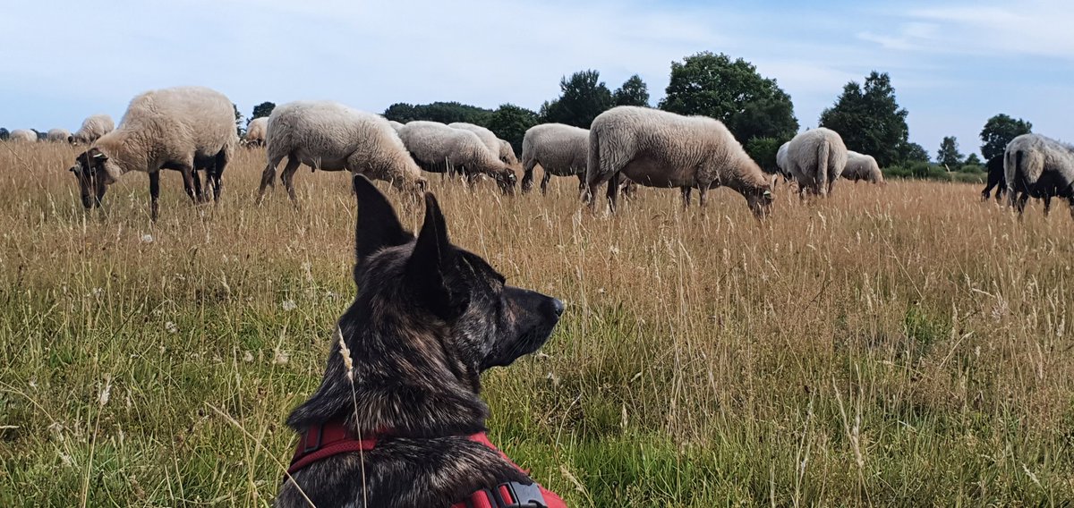 FritsvanLaar's tweet image. Vandaag voor het eerst met alleen Guusje de #HollandseHerder van @NienkevE de hei op! Natuurlijk stond Chap de #BorderCollie wel #standbye, maar dat bleek niet nodig. Ze deed het súpergoed en was heerlijk rustig! #Dwingelderveld #AchtertZaand @JohanGewoon