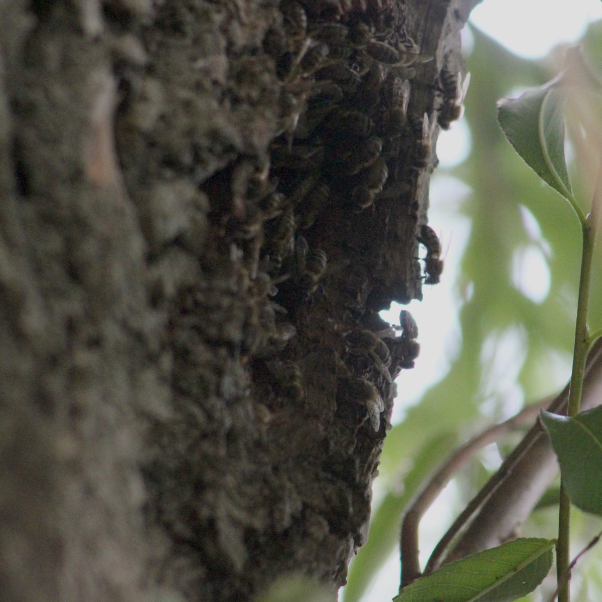 Nadat de bijenvolken de winter niet overleefden nu spontaan een volk in een holle wilg.