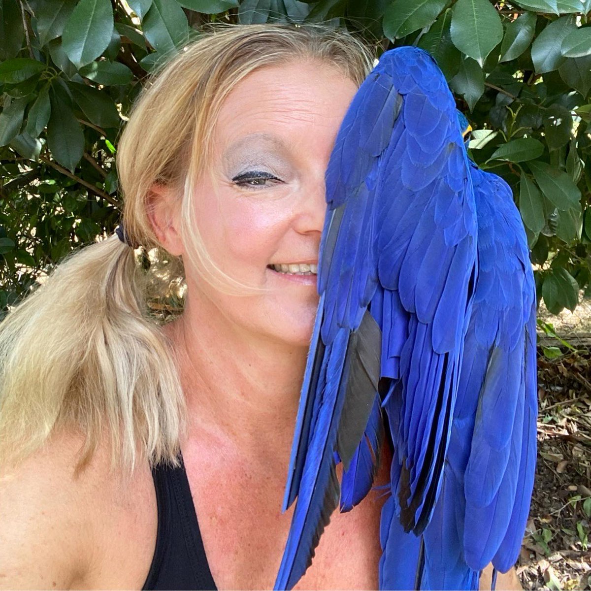 tracicarroll_'s tweet image. Hanging out with Molly! #loveyourparrot #texasparrotrescue #tracicarroll #hyacinthmacaws #parrots