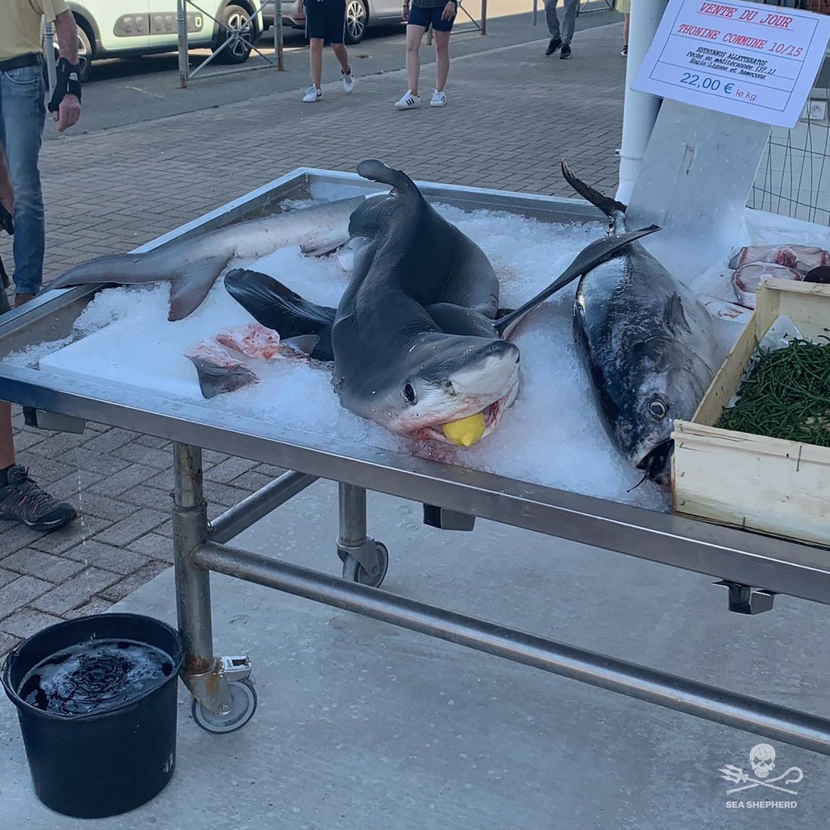 Mort du requin peau bleue en détresse à Hyères
Vous êtes nombreux à nous avoir contactés pour nous alerter de la présence d'une femelle requin peau bleue qui semblait avoir un comportement anormal à Hyères.