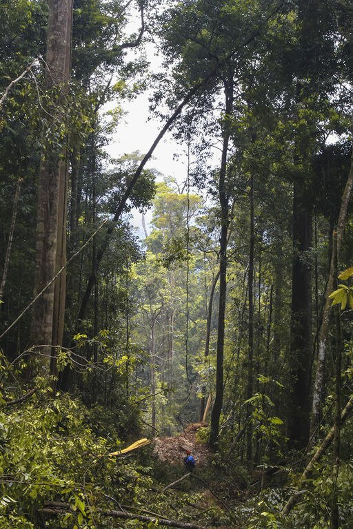 MellodoraArt's tweet image. Some of art I've been collecting in the first days of #Tezos4Nature: 
In "The Man and Nature : Deforestation" photographer @Aniltprabhakar addresses the issue of the destruction of forests highlighting the importance of these ecosystems for world biodiversity.