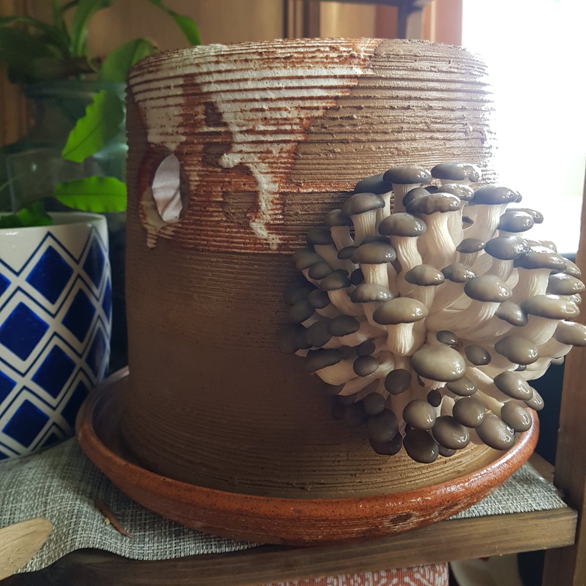 Join Some Funguys tomorrow at the last day of #EdFoodFest to learn all about their gourmet mushroom growing! 

We promise it will be loads of fun(gi)

🗓️ Sun 31 July 15:00 (1 hour)