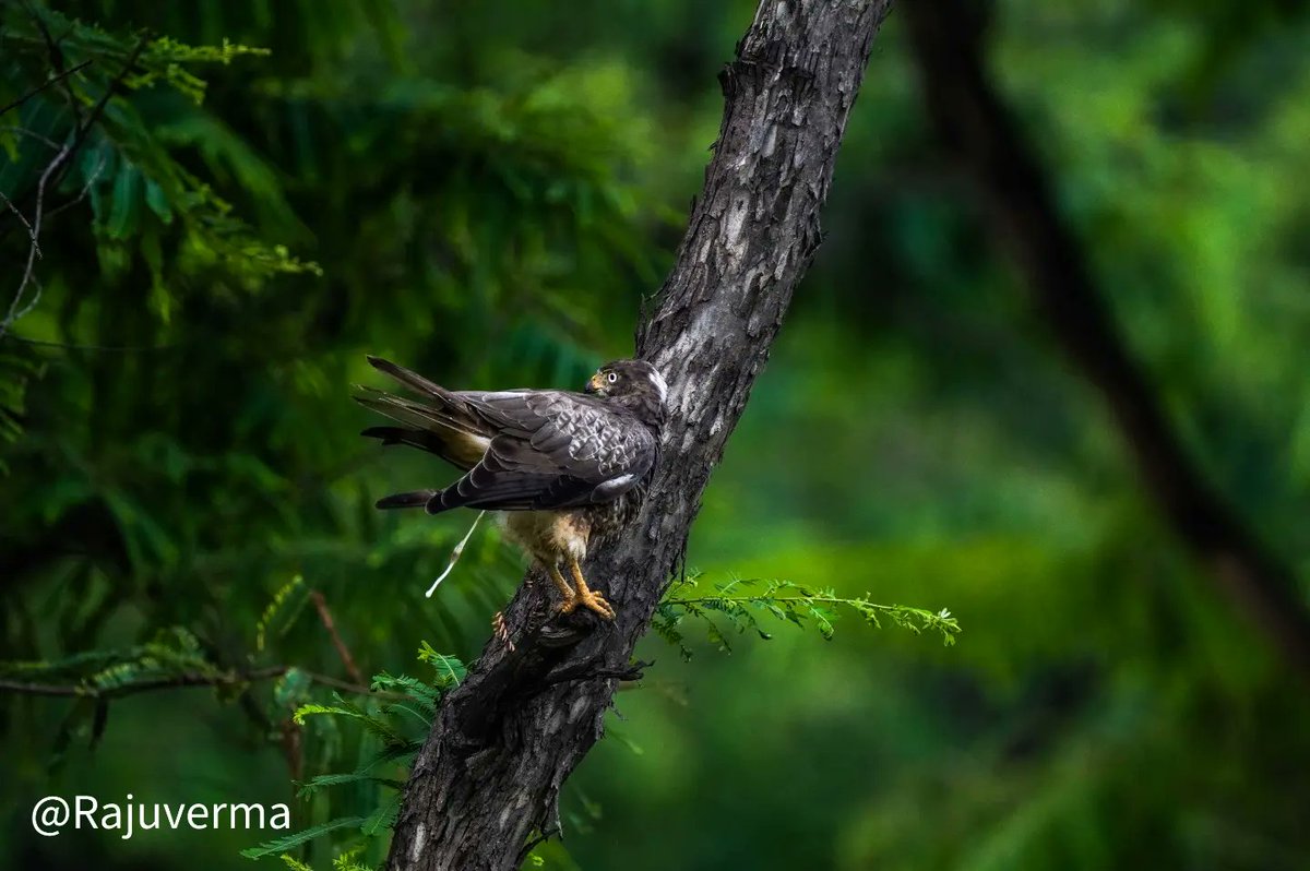 Rajuverma_cg's tweet photo. Signature Shot
White-eye buzzard
#natgioyourlense #hamarpatan #birdsphotography #natgeoyourshot #naturephotography #natgiomyshot #signatureshoots #wildlifephotographer #natgeowild #cgmitan #sony6600 #sonyphotography
#CMOChhattisgarh
#gochhattisgarh https://t.co/TmSC9CiU67