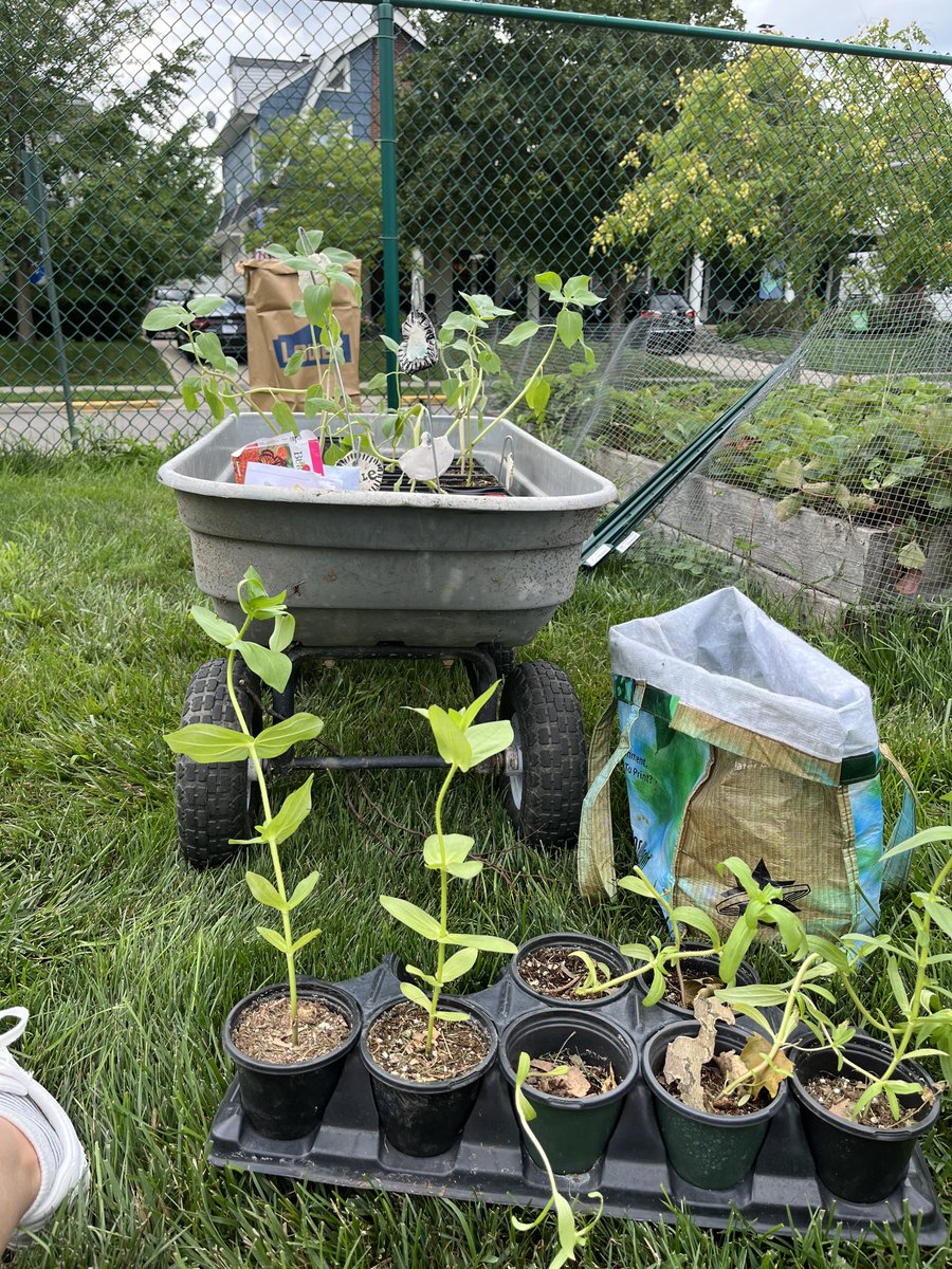 Thank you ⁦<a href="/FPConservatory/">FPConservatory</a>⁩ for your Free Little Farmstand. Excited to plant these babies in the Montrose school garden ⁦<a href="/BexleySchools/">Bexley Schools</a>⁩ ⁦<a href="/BexleyMontrose/">Montrose Elementary</a>⁩