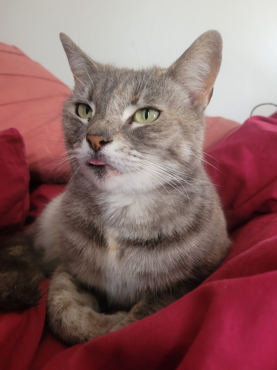 Mistrigf's tweet photo. #rude #Caturday
#Fizzi https://t.co/k5Pe52GtT7