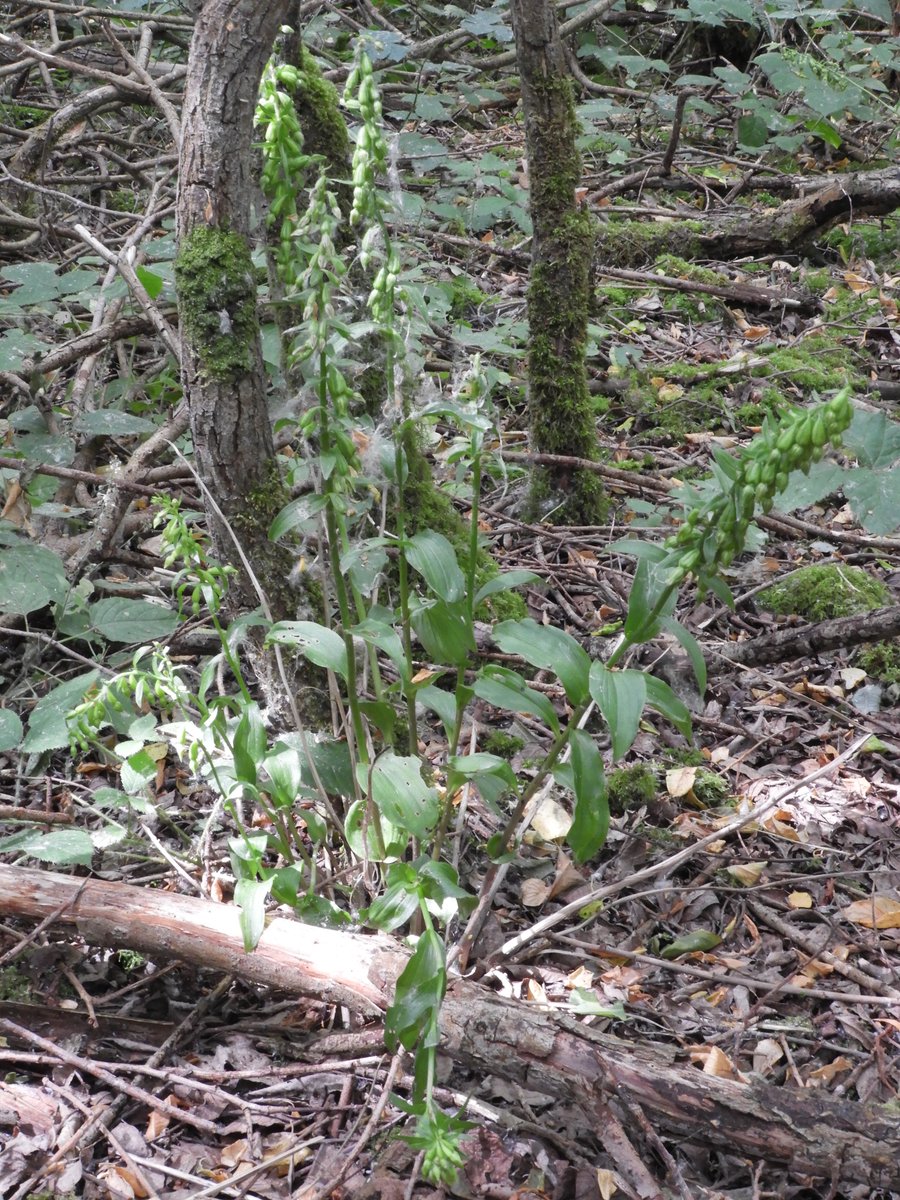 WhisbyNatureRes's tweet photo. Annual monitoring by myself and @emilyksum has resulted in a new area being found at Whisby for Green-flowered Helleborine. Over 1,500 orchids present in a difficult to access part of the woodland, including this 9 stemmed individual! @LWTWildNews @ukorchids @LincsNaturalist https://t.co/Z1CnBIrPHq