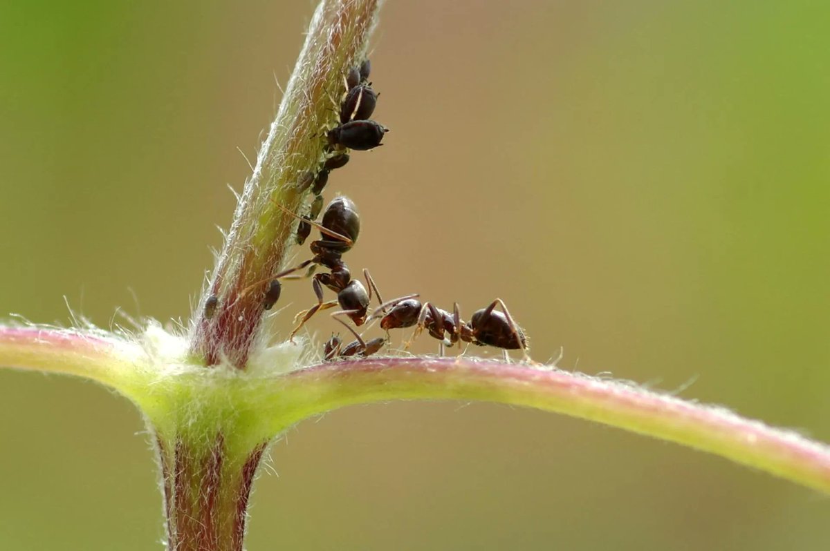 PestWorld's tweet image. The #learning doesn&apos;t stop when school ends! Head over to buff.ly/2vZEd1i for a kid-friendly #PestGuide on #ants and other #pests.
buff.ly/3ItEb6K