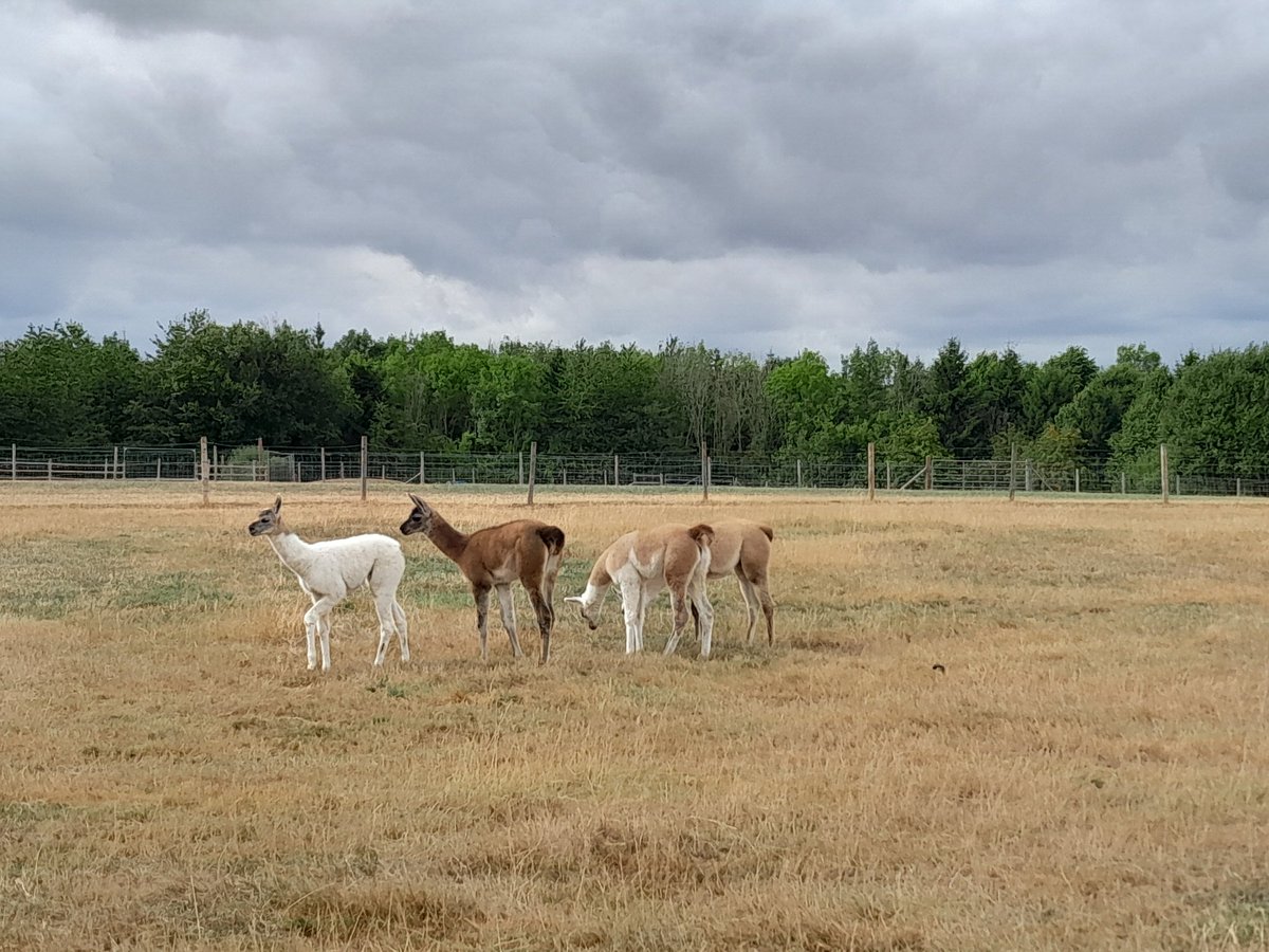 The best (and most unusual) #birthday  gift ever: a trekking with the llamas!
This afternoon we went down to <a href="/Catanger_Llamas/">Catanger Llamas</a> farm and we walked around with Quinn and Barnaby. And we even see the newborns (the youngest is only 2 days old!) Such lovely and peaceful animals 🦙🦙🦙