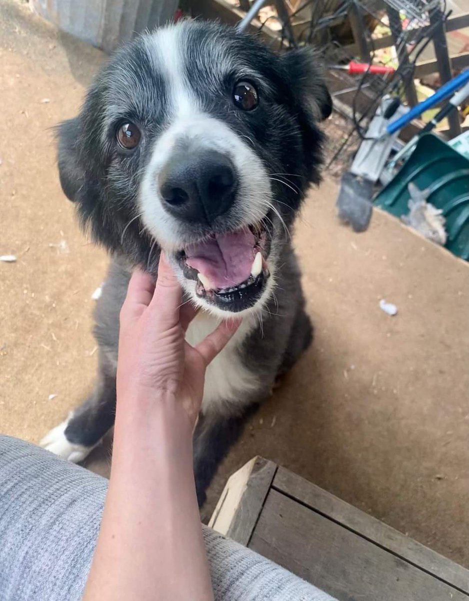 dog_rates's tweet photo. This is Dakota. People have told him he's in his golden years. He does not know what color gold is, but assumes it must be the happiest one. 12/10 #SeniorPupSaturday https://t.co/Rpo1Kz6Cny