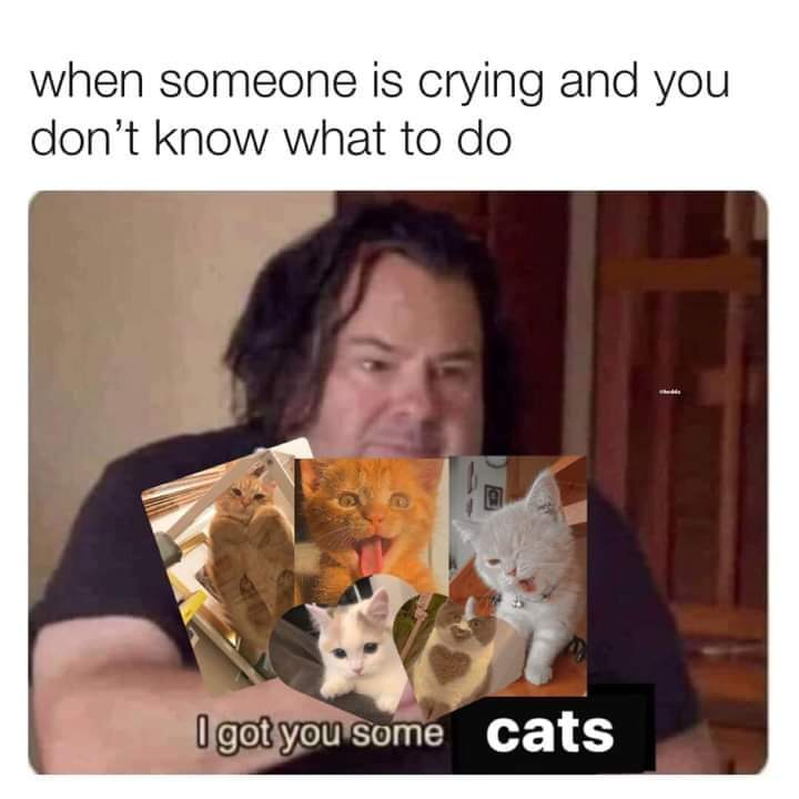 WholesomeMeme's tweet photo. https://t.co/blQDhqP2ey