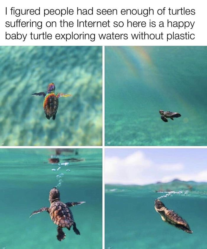 WholesomeMeme's tweet photo. https://t.co/cSDlkkRtYS