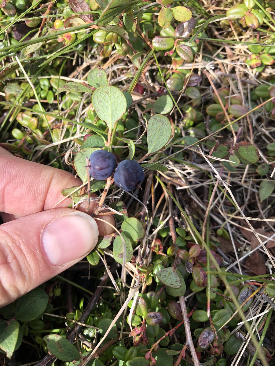 Happy birthday from Alaska! #geology #Denali #TooHot #berryseason #volcanohunting