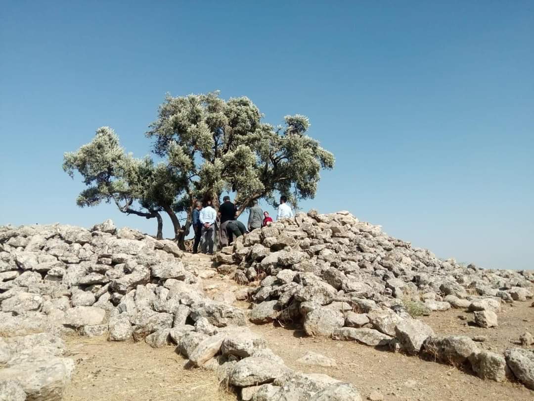 TasTepeler's tweet photo. Göbeklitepe’de ki zeytin ağacının 3 bin yaşından daha büyük olduğu tescillendi.💫 https://t.co/NTD8PwIXag