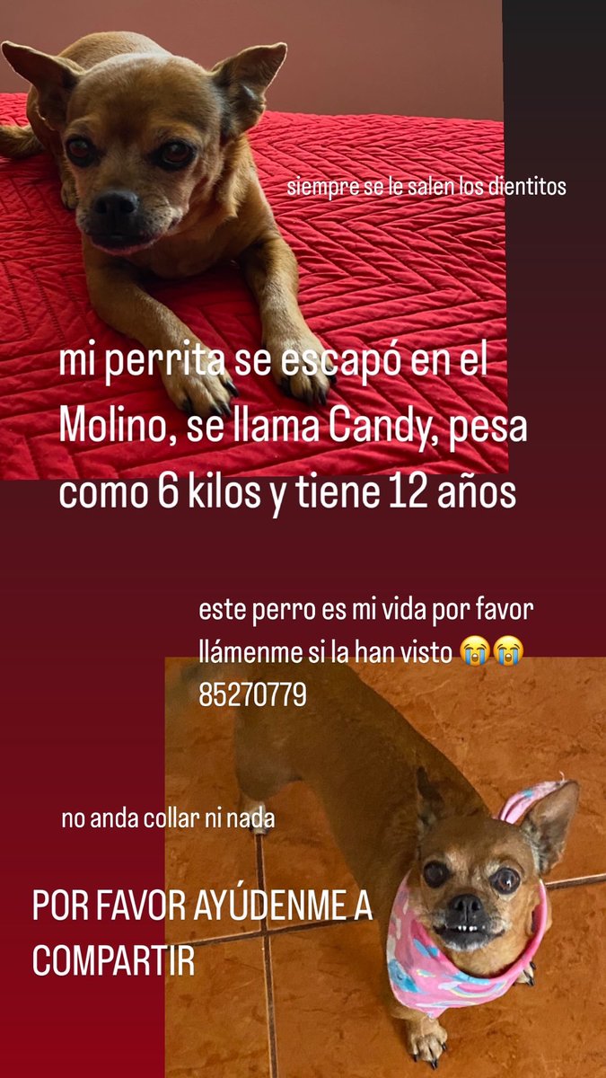 monseastua28's tweet photo. por favor Rt!!!! en serio este perro es todo para mi https://t.co/ZR043CH4Bd