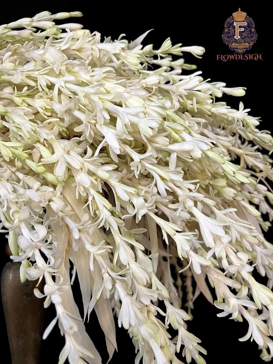 noi16052529's tweet photo. ช่อดอกไม้ปีนี้เป็น #ดอกซ่อนกลิ่น คนไทยเชื่อว่าเอามาใช้ในงานอวมงคล มองมุมมองความตายในแง่ลบ แต่อีกมุมนึงความตายเปรียบเหมือนการเริ่มต้นใหม่ เท่าเทียม สมคุณค่าดั่งจักรวาล “New Beginnings”
#NewBeginnings
#MissUniverseThailand2022
#FLOWDESIGN #แอนนาเสือ #แอนนาเสือมาเพื่อมงMUT https://t.co/vvkdVyWFeM