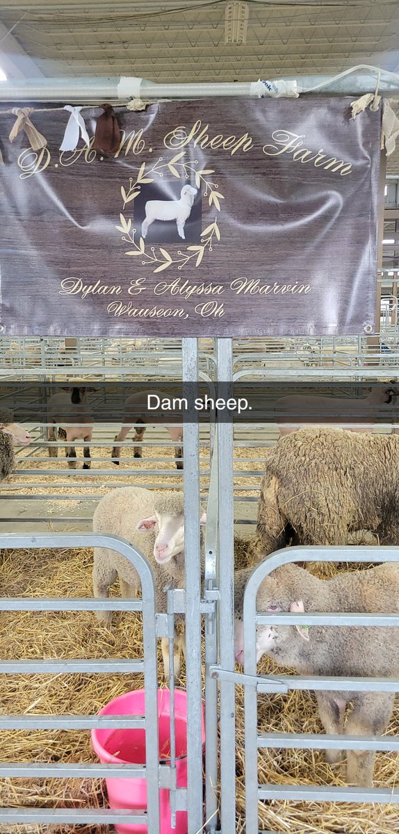 chipbrm's tweet image. Dam sheep.