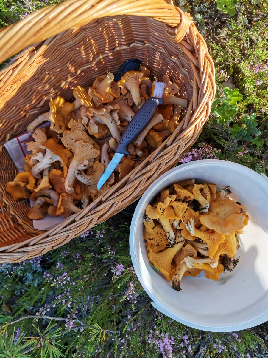 Parasta aikaa vuodesta 🍄 #kantarelli