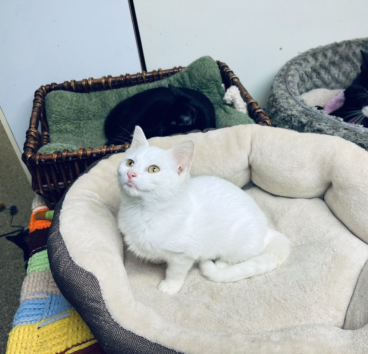 Cat_Guardians's tweet photo. Congratulations to darling Krissie Snow on finding her forever home today! #AdoptDontShop #krissiesnow #funloving #mastercuddler #newyearnewforeverhome https://t.co/joPjnXsi9A