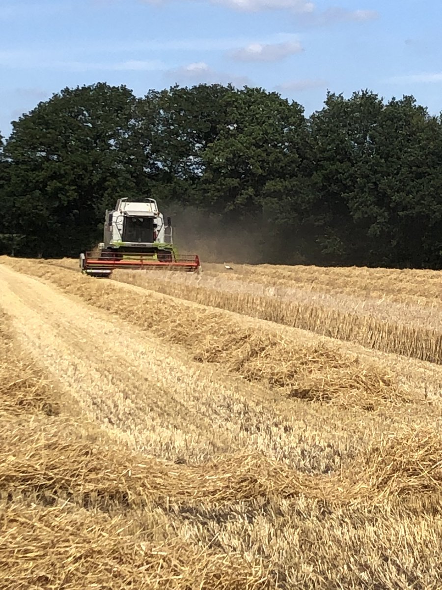 #koren                                       #brouwgerst                                #oogst                                    #mooiweer #boerenzorgenvooronseten #mankracht                  #Trotsopdeboer