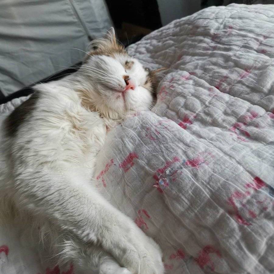 FringeReview tweet media