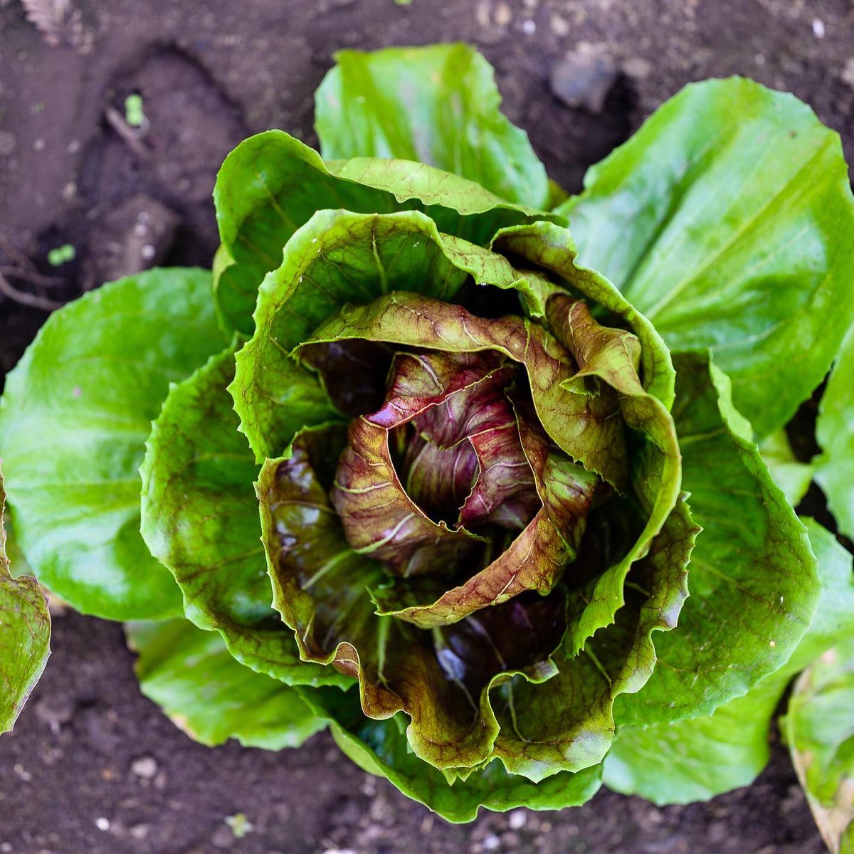 Lettuce Romaine Calm 🥬😎 #lettuce #salad #food #foodie #healthyfood #vegetables #gardening #delicious #healthy #garden #foodphotography #instafood #homemade #organic #veggies #foodstagram #healthylifestyle #green #delicious