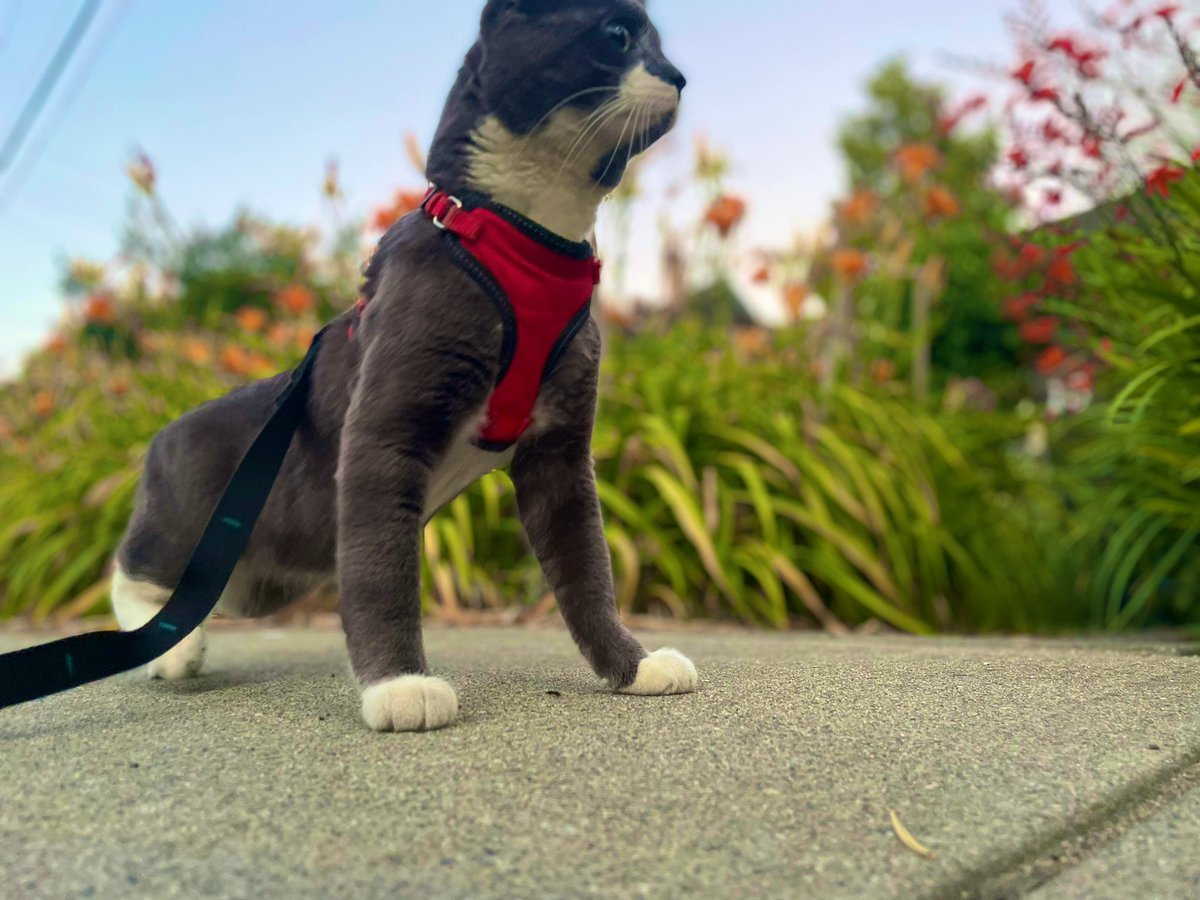 thebigbearcat's tweet photo. Caturday sidewalk patrol 🐾😸

#CatonDuty #Caturday #HappyCaturday https://t.co/o9sW6wOks6