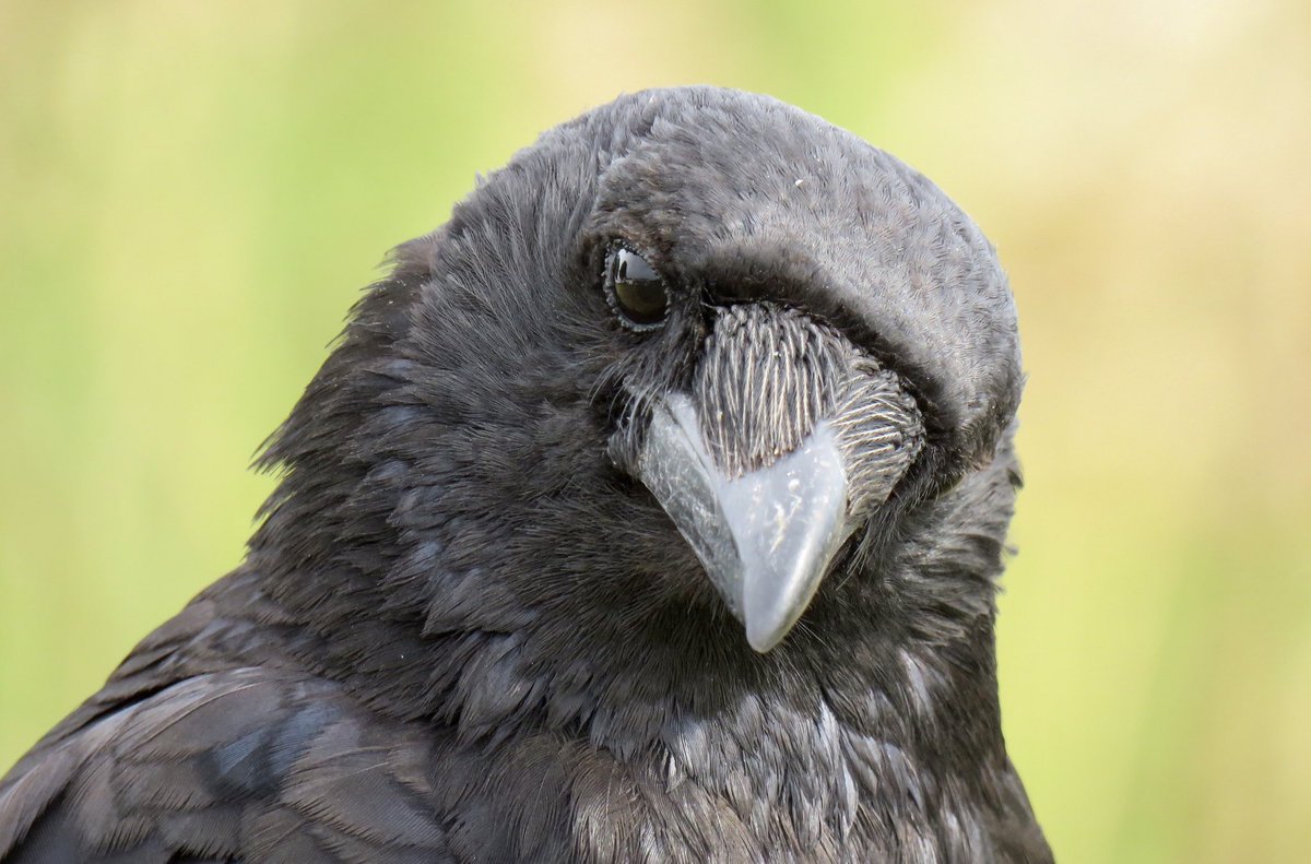 Crow Diary tweet media