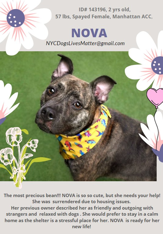 ckarr2's tweet photo. SIX rescued off the #MurderList today & STILL #NYCACC WANTS TO #KILL. 1y/o TITAN & 2y/o NOVA have #KillCommands, both will lose their lives due to LANDLORD garbage. They have done NOTHING WRONG, they are babies who deserve to LIVE. Can you #FOSTER to save these precious souls? https://t.co/1fCOLkD2rc