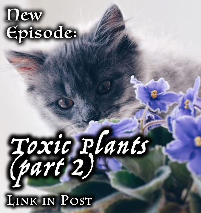 KittenKPod's tweet photo. https://t.co/tPaLXGyCVU

There are a lot of plants that could cause your kitty major health issues if she were to eat them. Others aren't so bad and might just give her stomachache. This is part two of the series. #catsoftwitter #cats #podcast #podcastlift https://t.co/eL4R4hhrri
