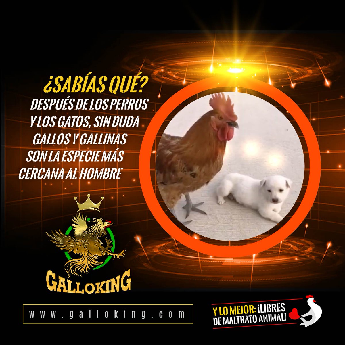 🐓 #GalloKingCoin #GalloTraining #GalloLinaaje #GalloFight #GalloFight #Gamefowl