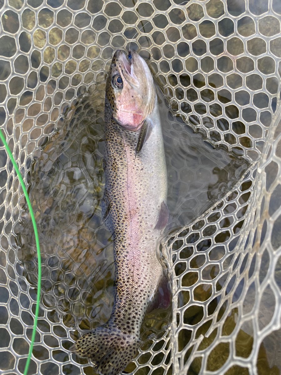 AtheistStreet's tweet photo. Western Mountains, Maine- Rainbow Trout. Popping fish on soft hackles dresses and floated like fry flies today. These fish are picky- gotta be creative! ๐ฃ #Maine #FlyFishing #FlyTying #Trout #SoftHackles #LeadCoreGang #RiverDogs https://t.co/fElHVVK7IF