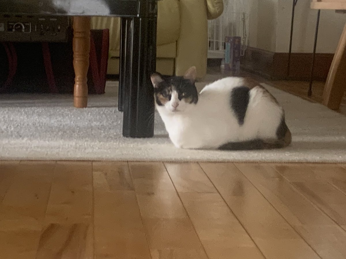 #猫のいる幸せ  #猫がいる暮らし  #猫好き  #猫の居る暮らし  #猫がいる幸せ  #猫のいるくらし  #猫がいる生活  #猫好きな人と繋がりたい  #ねこ  #猫  #cats  #cat  
じっーー！👀😅