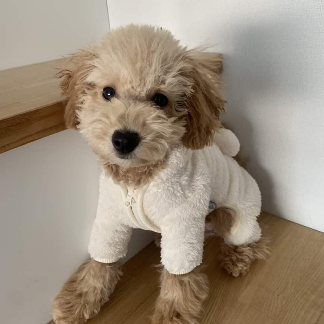 smilewithmiso's tweet photo. One of my first ever pics taken #flashback #smilewithmiso #teddybear  I'm too cute! 🐕🐾🐶 #dogsoftwitter  let me see your baby pics 🐾 https://t.co/i5rou8J1ND