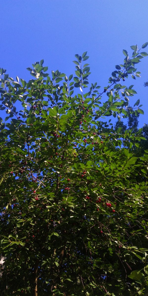 Happy last day of July!!!
#July #summer #happy #July31th #31thJuly #7月 #夏 #日 #木 #cherry #beautiful #wonderful #awesome #sky #nature #naturephotography #naturebeauty #naturelovers #photography #自然 #フォト #空