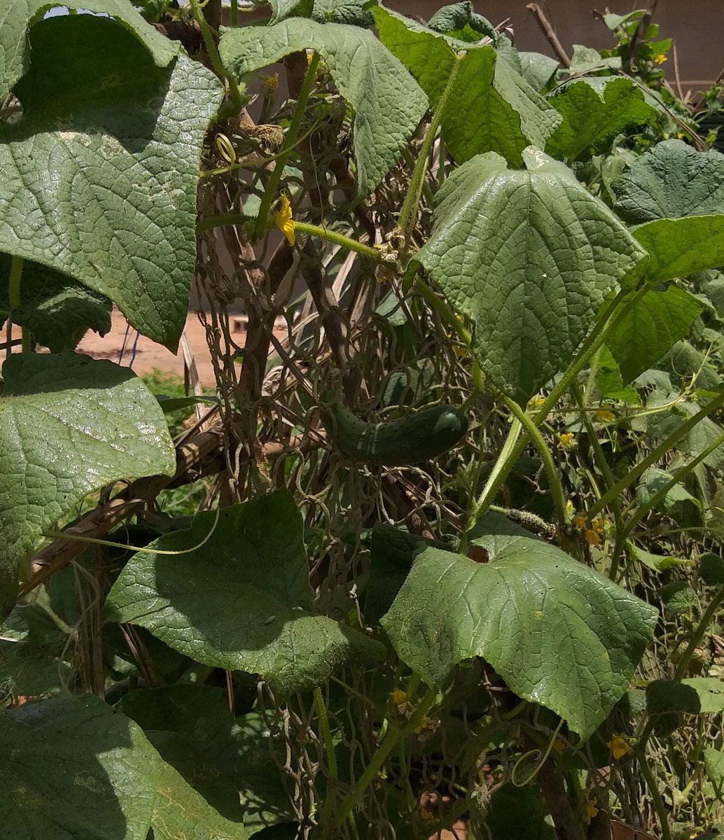 ACPP-Illes Balears tweet media