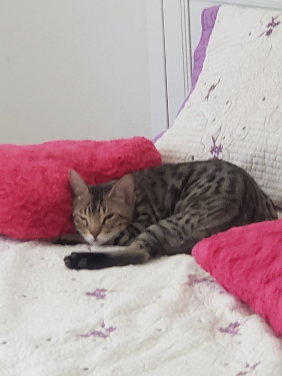 Ethan Kitchen tweet media