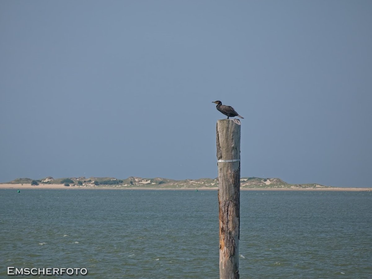 thisdigitaldark's tweet image. #Baltrum , weils so schön war....

#travelphotography 
#birdphotography 
#Photography