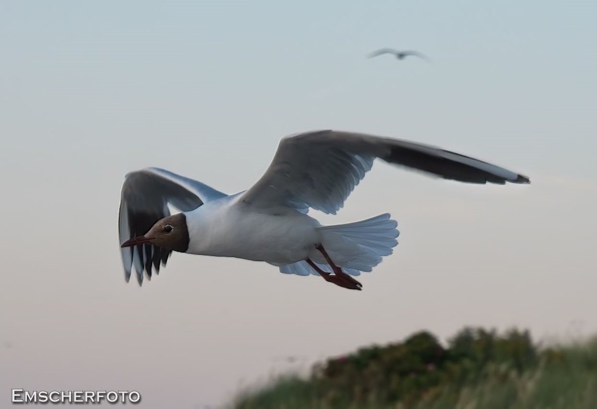 thisdigitaldark's tweet image. #Baltrum , weils so schön war....

#travelphotography 
#birdphotography 
#Photography