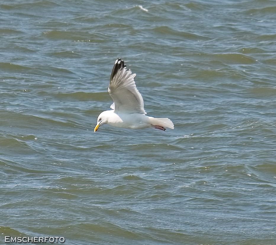 thisdigitaldark's tweet image. #Baltrum , weils so schön war....

#travelphotography 
#birdphotography 
#Photography