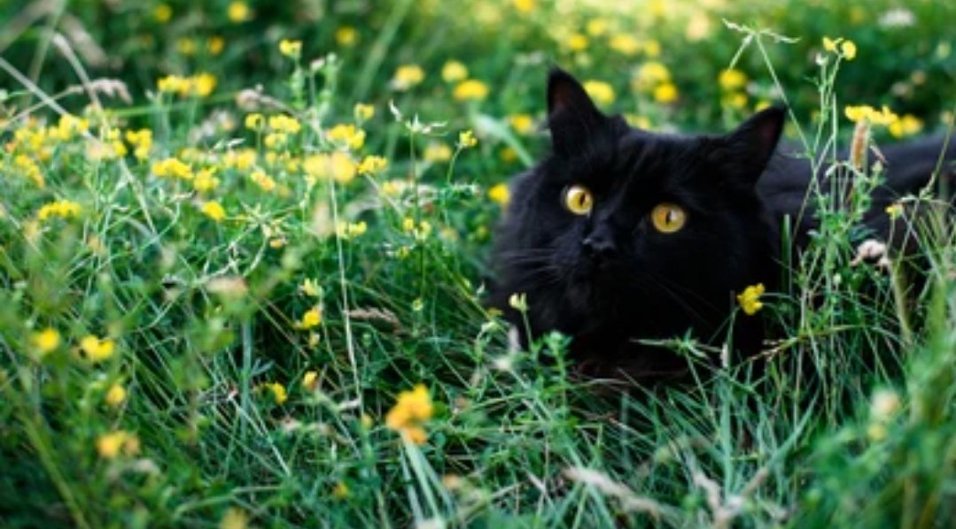 CREAMCAT__'s tweet photo. –Está esperando a su @LUCH0NA – https://t.co/Kd16Lc8RF9