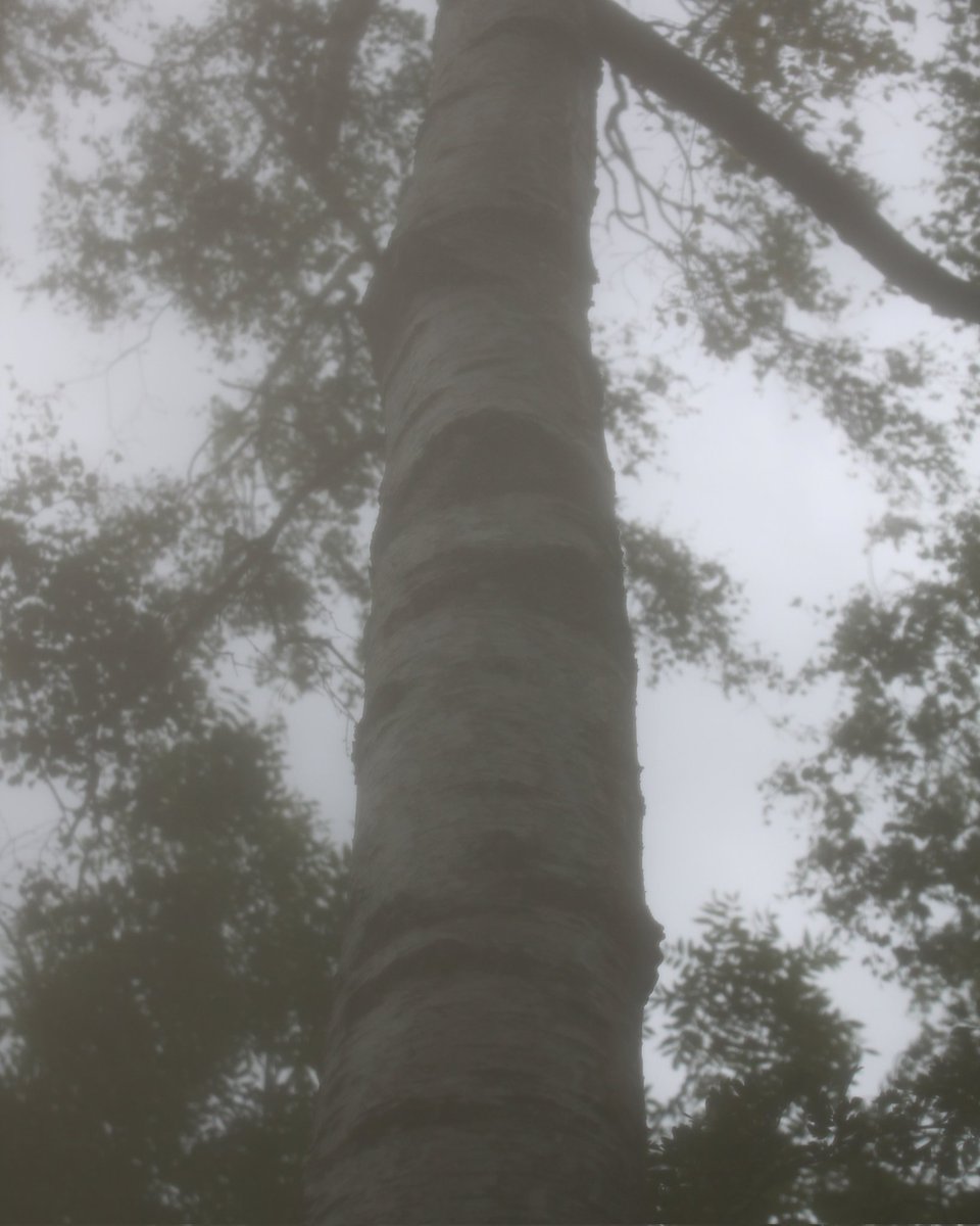 EllieMHPhotog's tweet image. Filters with no edit!! Fun trial this afternoon :)
-
#photography #diyfilter #digitalphotography