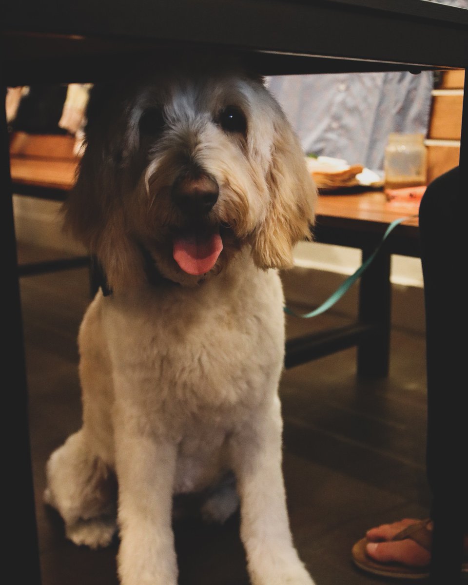 Don't leave the fluffy mates behind! We've got cold ones for you and cold floors for them all summer long 🐶