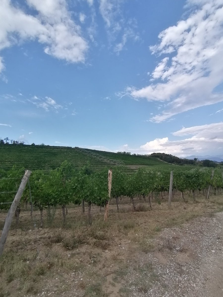 leonzan75's tweet image. Sentiero delle Vigne Alte
#Collio #Cormons #Spessa #FVG